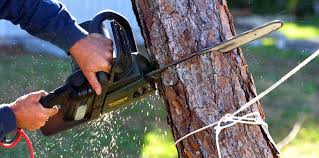 How Our Tree Care Process Works  in Fuller Heights, FL